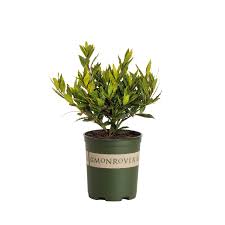 Image result for Lagenaria rufa