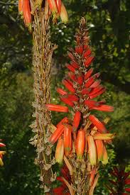 Image result for Aloe lutescens