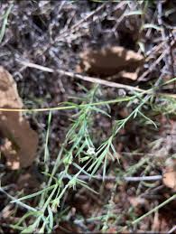 Image result for Eriochloa fatmensis