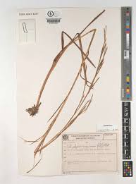 Image result for Schizachyrium sanguineum