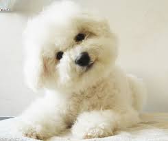 比熊犬的性情彬彬有礼 敏感 顽皮而可爱 逗人喜欢的特点也是此品种是否纯正的标志 或者说至少应该有这一点 整体外貌而言 比熊犬是小型犬 健壮 活泼可爱 蓬松的小尾巴竖在后背 有着一双充满好奇的黑色眼睛 同时它的动作优雅 灵活逗人喜爱 该犬的标准比较