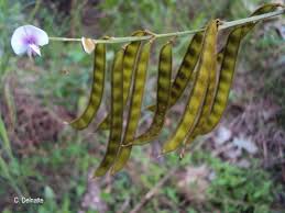 Image result for Tephrosia noctiflora