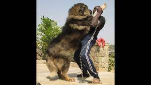 The dog is a caucasian/pitbull mix, highly intelligent and very strong. Biggest Caucasian Shepherd Dogs At Petlove Kennels Nigeria Youtube
