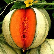 Image result for Cucumis melo