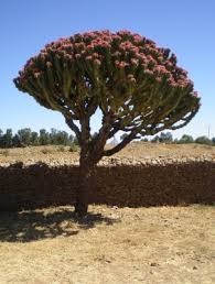 Image result for Euphorbia candelabrum