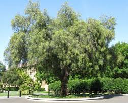 Image result for Schinus molle