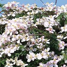We did not find results for: Clematis Montana Rubens Seasonal Gardening