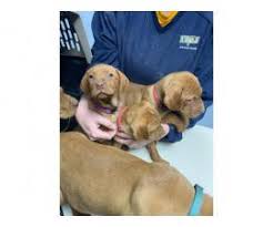 He's also crate trained, up to date with shots and wormings. Vizsla Puppy For Sale By Owner Puppies For Sale Near Me