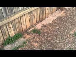 Here is a way to stop animals from digging under your fence and killing your livestock or eating your garden.we have a problem with coyotes and raccoons want. Pin By Martha Jo Hurley On Pets And Animals Digging Dogs Stop Dog From Digging Stop Dog From Digging Under Fence
