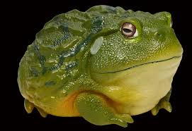 Image result for Pycreus africanus