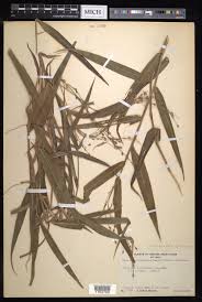 Image result for Acroceras