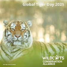 The special day is dedicated to spreading awareness about the decreasing population of tigers. Global Tiger Day 2021 Do The Right Thing For Tigers Wildcats Conservation Alliance