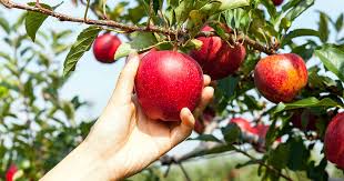 And if your cat likes to play with apples, he may be tempted to take a bite. How To Grow Apple Trees At Home Gardener S Path