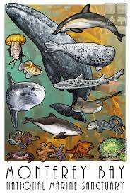 Monterey Bay National Marine Sanctuary By Rogerdhall On Deviantart Monterey Bay Marine Zoo Signage