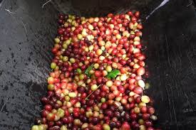 The most common (and popular) are arabica and robusta, but you might get lucky and run into the other two. Coffee Bean Types Arabica Robusta Excelsa Liberica How They Differ