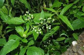 Image result for Dichrocephala integrifolia