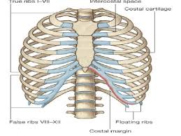 We examined the thoracic vertebrae last lab, so here we will there are twelve pairs of ribs. Vertebral Column Ribs Sternum By Isabella Kung Kaan
