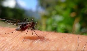 Huiles Essentielles 7 Recettes De Repulsifs Naturels Contre Les Insectes
