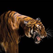 What We Lose When Animals Go Extinct