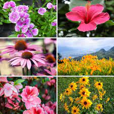 Check spelling or type a new query. 110 Categorized Perennial Flowers That Will Bloom For Years
