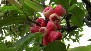 Are you searching for red apples png images or vector? Bunch Of Fresh Ripe Rose Apple Stock Footage Video 100 Royalty Free 5480117 Shutterstock