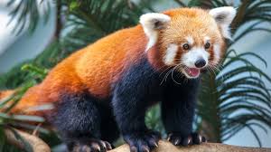 Panda's new approach is based on behavior intelligence. Red Pandas May Be Two Different Species This Raises Some Tough Questions For Conservation