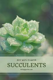 Some people say that succulents don't need a lot of moisture, but others will argue that they should be watered every few days. How Often To Water Succulents Kellogg Garden Organics