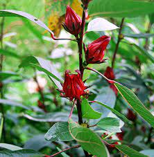 Cara mengolah mahkota dewa dengan tepat tanaman obat tanaman herbal Melirik Rosella Tanaman Herbal Banyak Manfaat Mongabay Co Id Mongabay Co Id