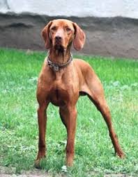 This is the price you can expect to budget for a vizsla with papers but without breeding rights nor show quality. Hungarian Vizsla Rescue Near Me