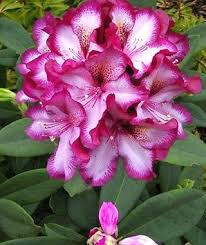 Rhododendron Midnight Mystique Havlis Cz Beautiful Flowers Amazing Flowers Pretty Flowers