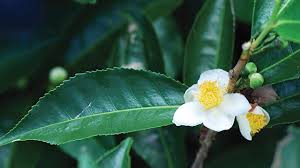 Siswa yang berhasil menangkap bola harus menyebutkan nama lengkap dan nama panggilan. Camellia Sinensis Daunnya Simpan Banyak Manfaat Greeners Co