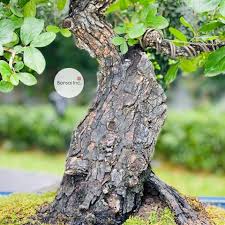 Image result for Diospyros ferrea