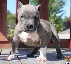 I Want A Blue One Soooo Bad I 3 This Lil Guy American Staffordshire Terrier Puppies Staffordshire Terrier Puppy Pitbulls