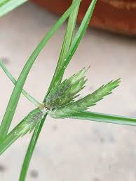Image result for Cyperus rigidifolius