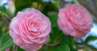 The Biggest Mistakes To Avoid When Growing Camellias Flowers Camellia Flower Flowering Trees