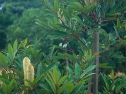 Image result for Cunonia