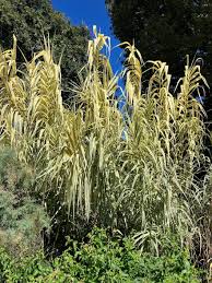 Image result for Arundo donax