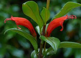 Aeschynanthus Garrettii 1 Poisonous House Plants Houseplants Plants