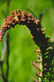 Image result for Gunnera perpensa