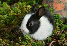 Rabbit insurance australia rabbit insurance can cover your pet if it gets ill or injured and needs medical care. Three Happy Rabbit Sounds Petcover Au
