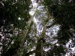 Image result for Parinari excelsa