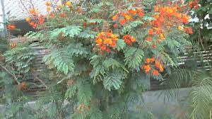 Image result for Caesalpinia rubra