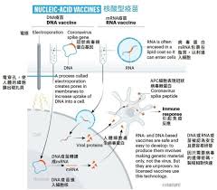 Mrna vaccines have become a versatile technology for the prevention of infectious diseases and the treatment of cancers. ç–«è‹—ç§'å­¸çš„é‡Œç¨‹ç¢' Mrna ç–«è‹— æ¼¢æ°'åŽŸé†«
