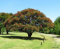 Image result for Erythrina crista-galli