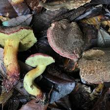 Image result for Xerocomellus diffractus