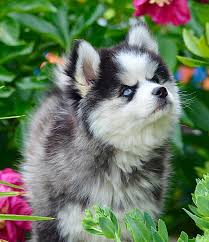 A bored pomsky can act out and become destructive. Ontario Pomsky Puppies Home Facebook