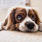 If i felt it was making mum pant too much, i'd drape a sheet across the back end, so she could get out from. Help My Puppy Is Crying At Night And It S Only Getting Worse Dogtrainingpedia Com