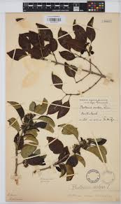 Image result for Canthium inerme