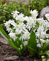 Image result for Scilla