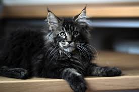 The maine coon is a large domesticated cat breed. Mountain Fork Maine Coon Kittens Imported European Bloodlines Maine Coon Kittens For Sale Maine Coon Kittens Oklahoma Cfa Registered Maine Coon Kittens Male Maine Coon Kittens Female Maine Coon Kittens Brown Tabby